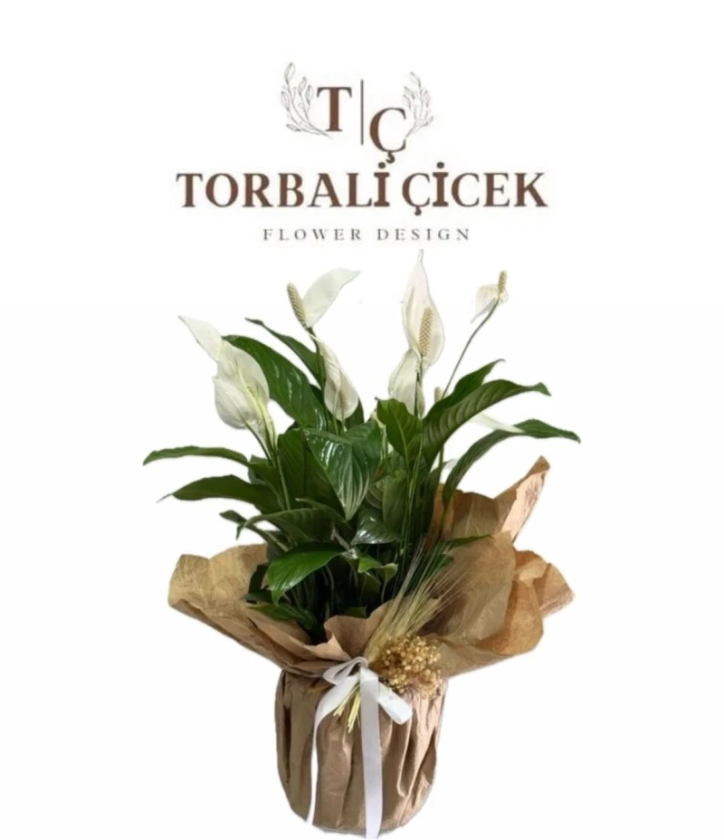 Büyük Boy Spatifilyum